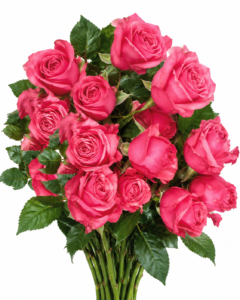 Bubble Gum Rose