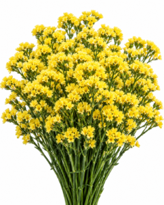 Yellow Sara - Limonium