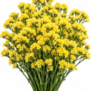 Yellow Sara - Limonium