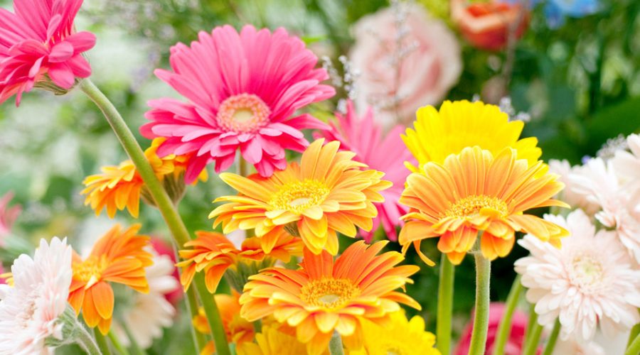 gerbera-plantation-culture-et-floraison-1